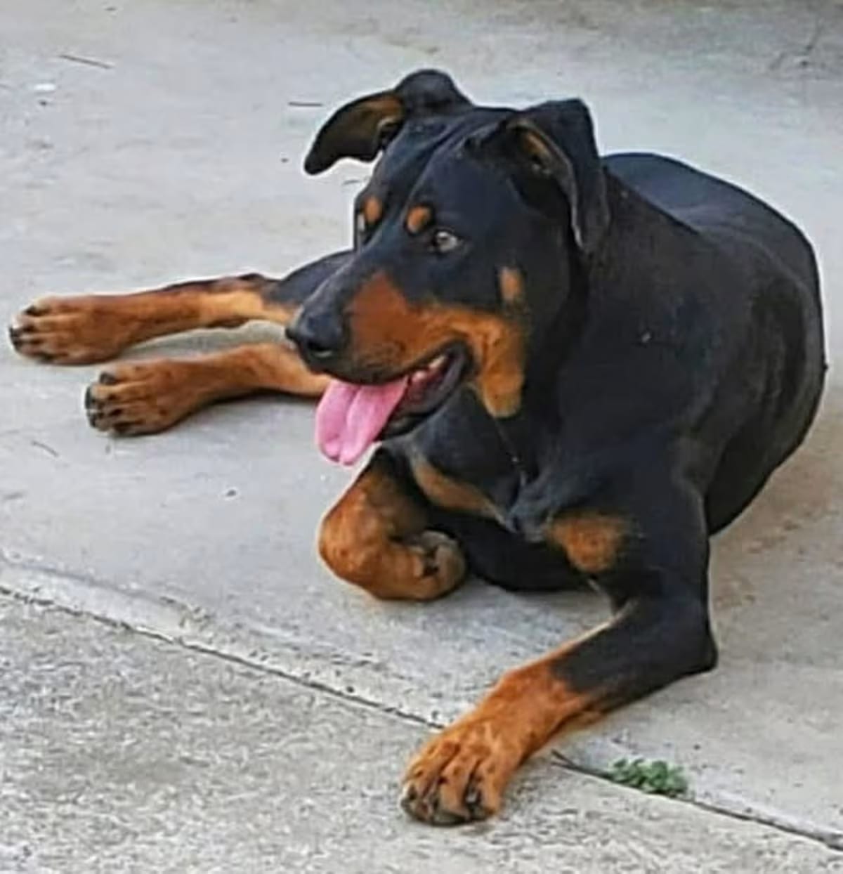 Photo of Shadow, adoptable Hound (Unknown Type) Doberman Pinscher in Waxhaw, North Carolina