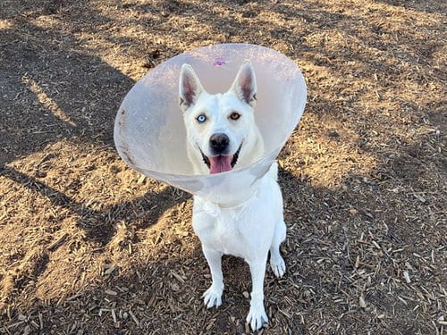 Photo of Philadelphia, adoptable German Shepherd Dog in Orange, California