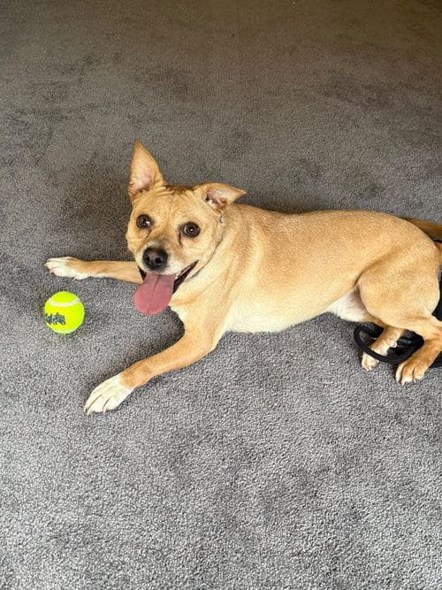 Photo of Drake - certified best buddy, adoptable American Pit Bull Terrier in Oakhurst, New Jersey