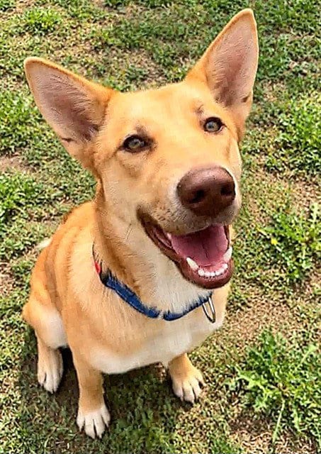 Photo of Tamagotchi, adoptable Carolina Dog in Sacramento, California
