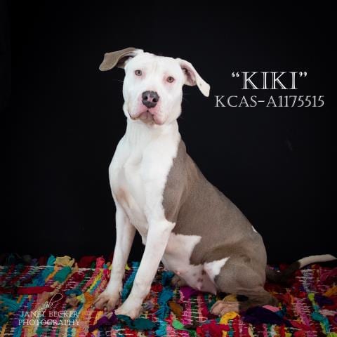 Photo of Kiki, adoptable Pit Bull Terrier in Bakersfield, California