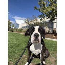 Photo of Bonnie, adoptable Cane Corso in Loveland, Colorado