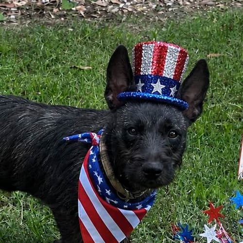 Photo of Oreana, adoptable Terrier in Yardley, Pennsylvania