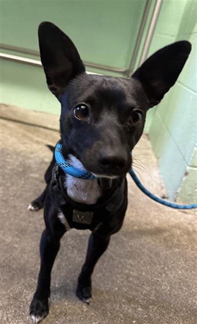 Photo of Bartok, adoptable Miniature Pinscher in Sacramento, California