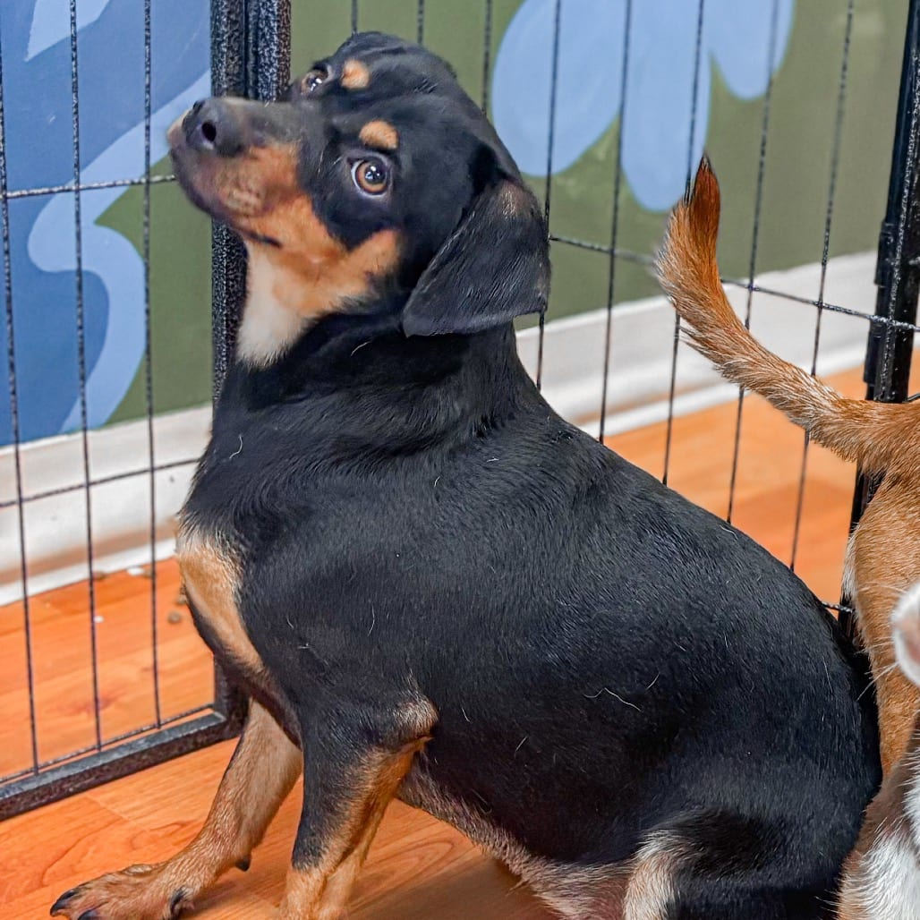 Photo of Flo, adoptable Dachshund / Mixed Breed (Medium) in Ohio, Ohio