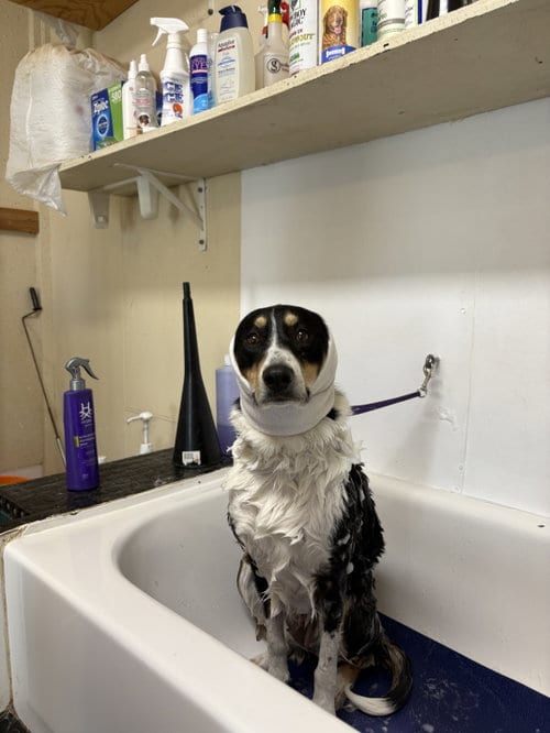 Photo of Bumblebee, adoptable Border Collie in Pueblo West, Colorado