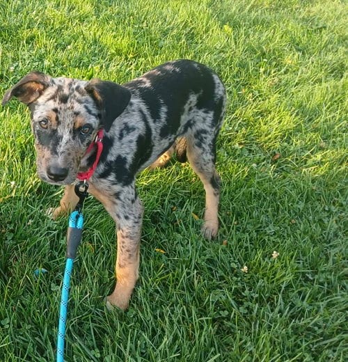 Photo of Loon - BO, adoptable Unknown breed in Clinton, Michigan
