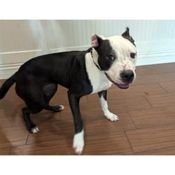 Photo of Violet, adoptable American Staffordshire Terrier in Ft Lauderdale, Florida