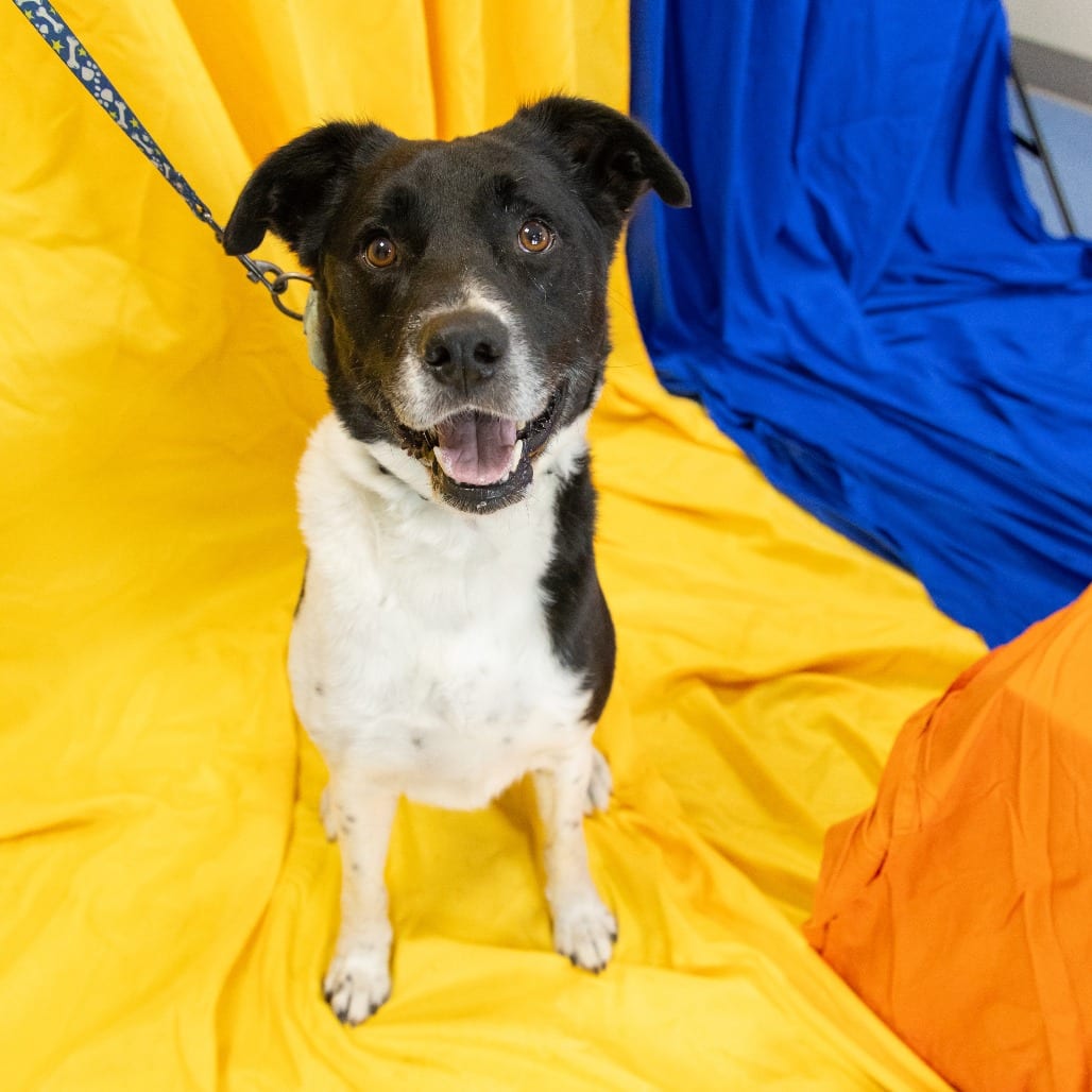 Photo of Sergeant, adoptable Mixed Breed (Large) in Gainesville, Florida