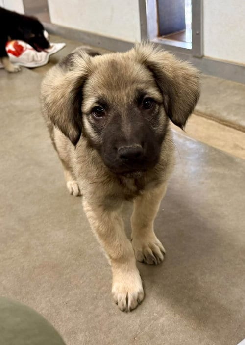 Photo of Watson, adoptable Anatolian Shepherd in Cave Creek, Arizona
