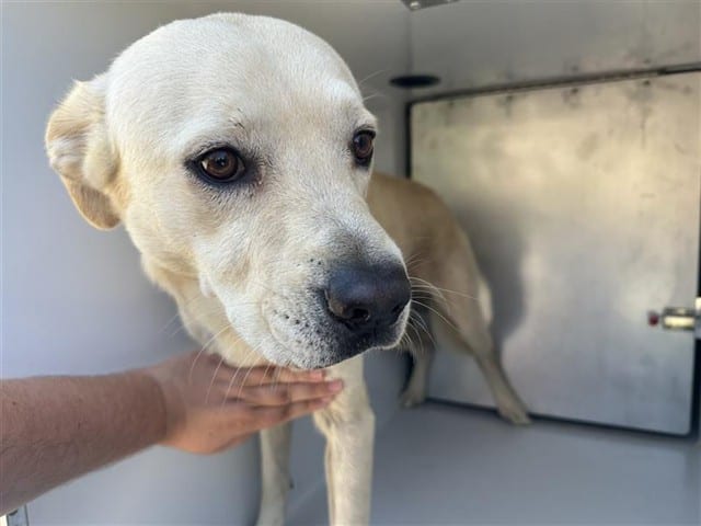 Photo of Senior Labrador Retriever mix, adoptable Labrador Retriever mix in Houston, Texas
