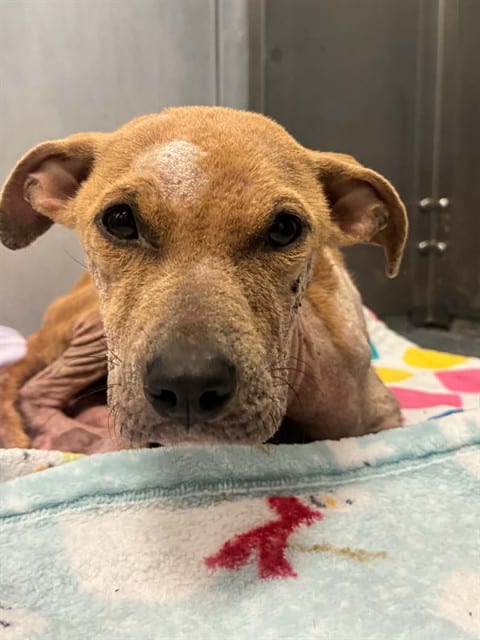 Photo of Daenerys, adoptable Mixed Breed