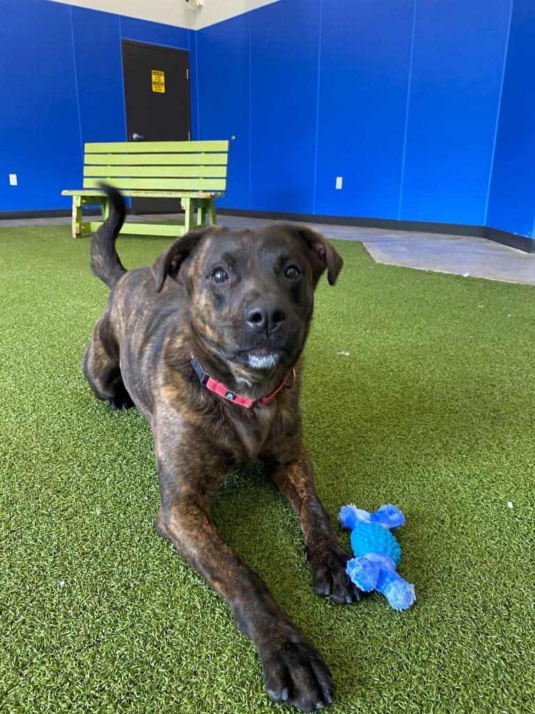 Photo of Tito, adoptable Mixed Breed in Minot, North Dakota