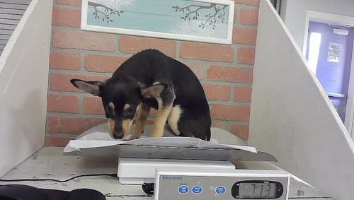 Photo of A2099907, adoptable Chihuahua in Houston, Texas