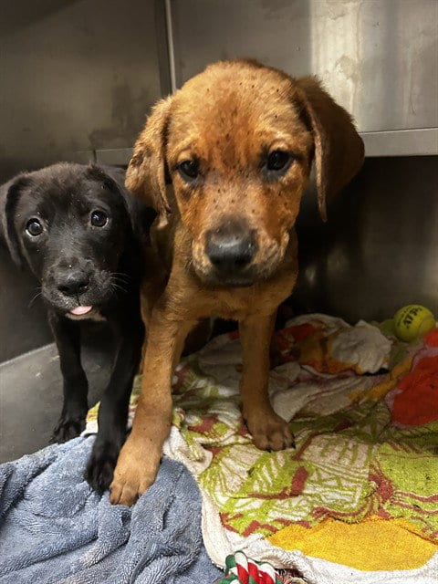 Photo of Diggie Smalls, adoptable Labrador Retriever in Waco, Texas