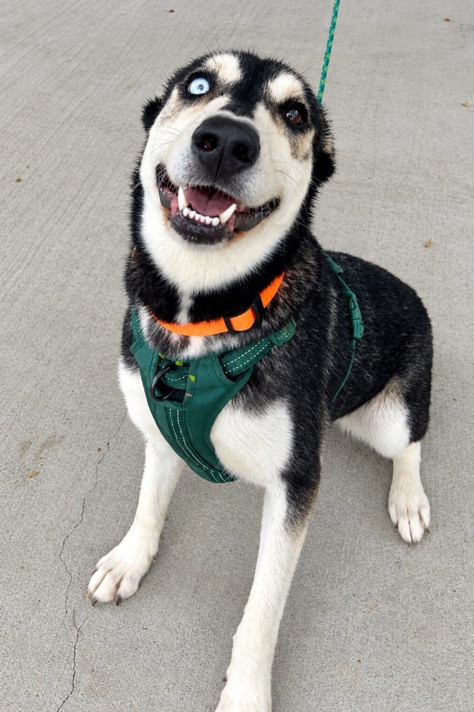 Photo of Nymeria, adoptable Husky in West Union, Ohio