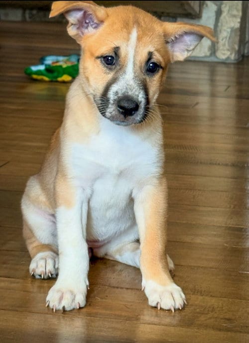 Photo of Emma’s Mariposa, adoptable Cattle Dog in San Diego, California