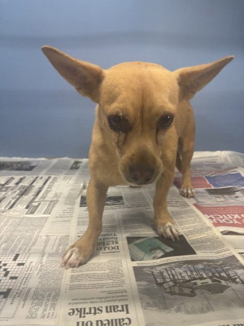 Photo of Eddie, adoptable Chihuahua in San Bernardino, California