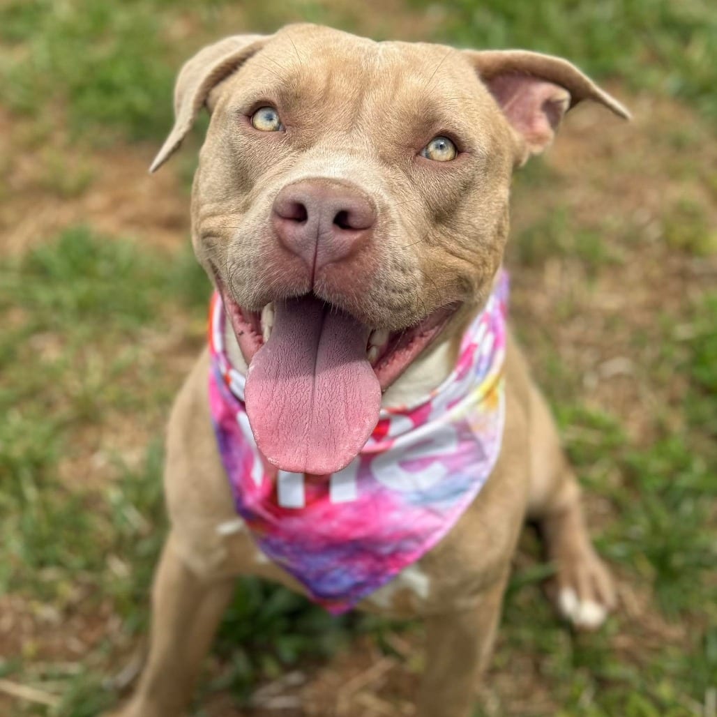 Photo of Daisy, adoptable Terrier, American Pit Bull in Greensboro, North Carolina
