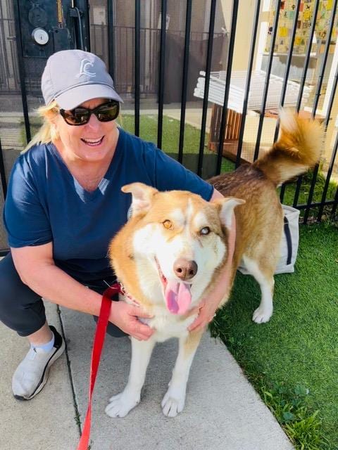 Photo of Jonah, adoptable Siberian Husky in Santa Barbara, California