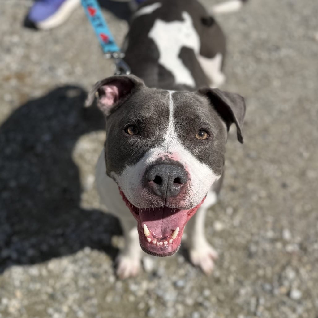 Photo of Ti-tis, adoptable Terrier, Pit Bull in Pittsford, Vermont