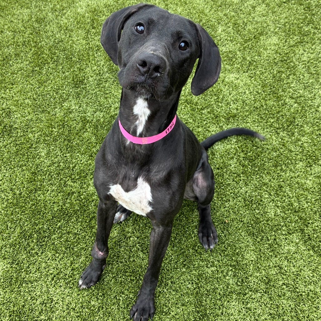 Photo of Winnie, adoptable Retriever / Mix in Spartanburg, South Carolina