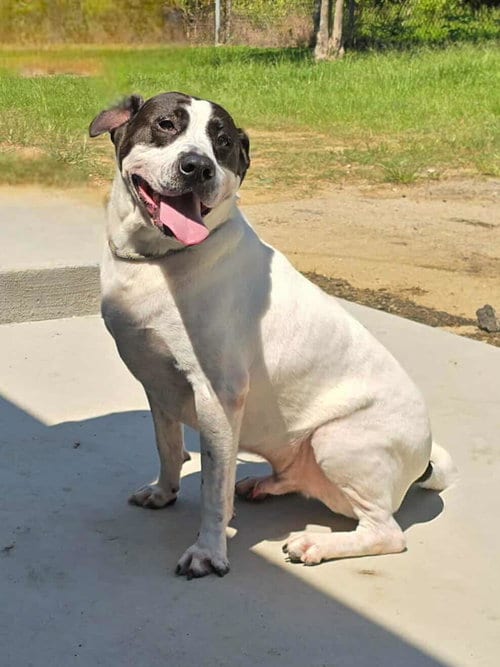 Photo of Scout, adoptable Labrador Retriever in Orangeburg, South Carolina