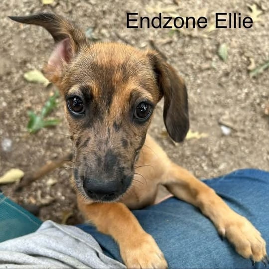 Photo of Endzone Ellie (p), adoptable Chihuahua / Mixed Breed (Small) in Whitestone, New York