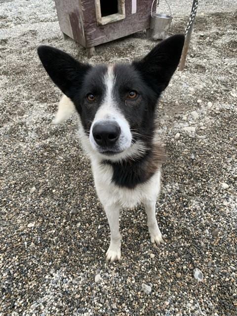 Photo of Marten, adoptable Husky in Fairbanks, Alaska