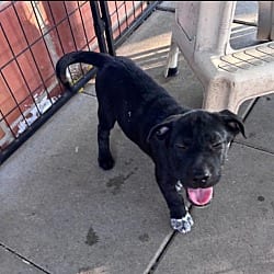 Photo of Denali, adoptable Labrador Retriever Mutt in EAST FALMOUTH, Massachusetts