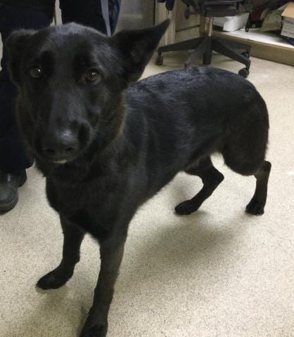 Photo of Xena, adoptable German Shepherd Dog in Riverside, California