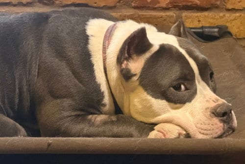 Photo of Dior, adoptable Staffordshire Bull Terrier in Farmersville, Texas