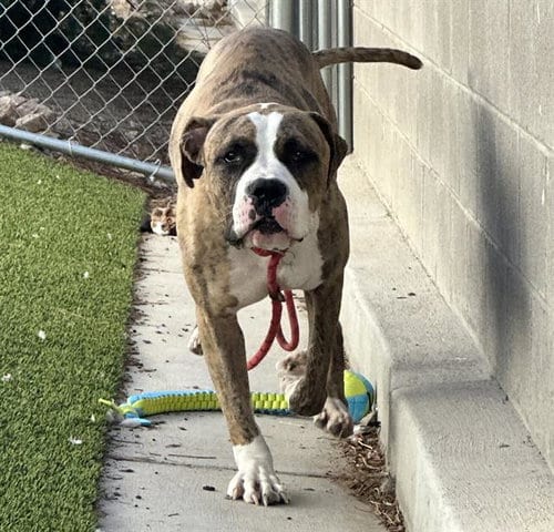 Photo of Boxer, adoptable Boxer in Las Vegas, Nevada