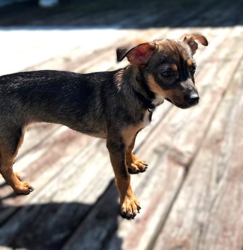 Photo of Dolly- in a Foster Home, adoptable Yorkshire Terrier Yorkie in South Bend, Indiana