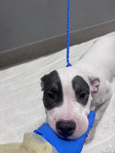 Photo of Peaches, adoptable Pit Bull Terrier in Las Vegas, Nevada