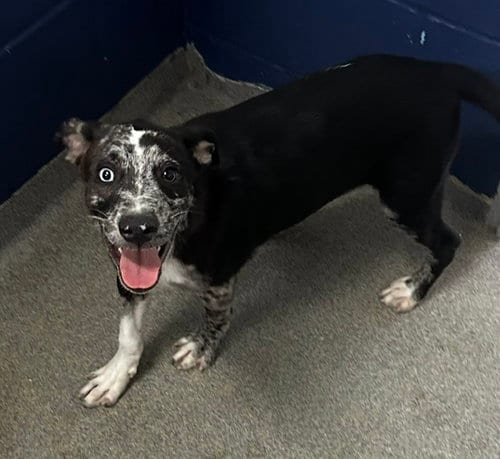 Photo of Gator 3mo AVA 9/16, adoptable Labrador Retriever in Sterling, Massachusetts