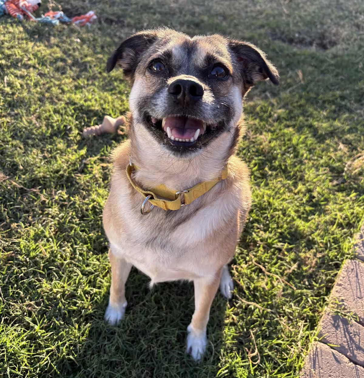 Photo of Dharma, adoptable Pug in Gilbert, Arizona
