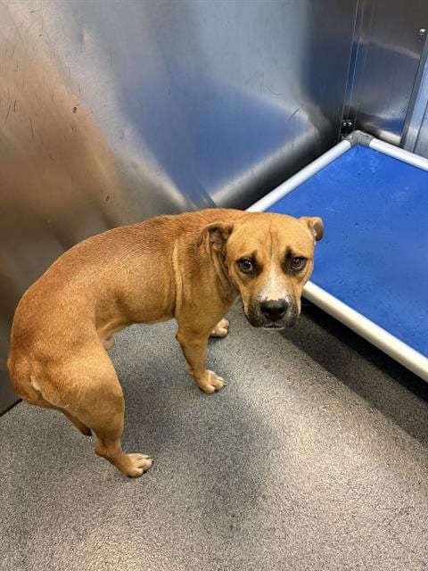 Photo of Alex, adoptable Mixed Breed