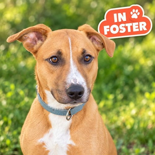 Photo of Ted, adoptable Labrador Retriever in Westminster, Maryland