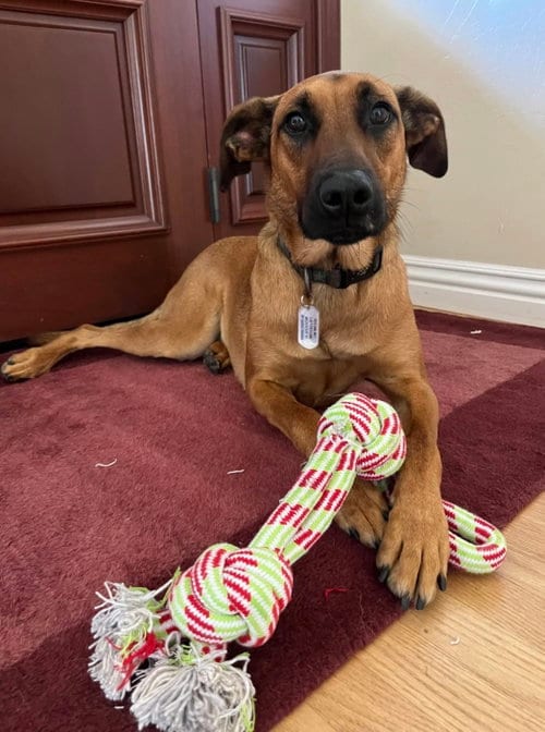 Photo of Cooper, adoptable Belgian Shepherd Malinois in San Diego, California