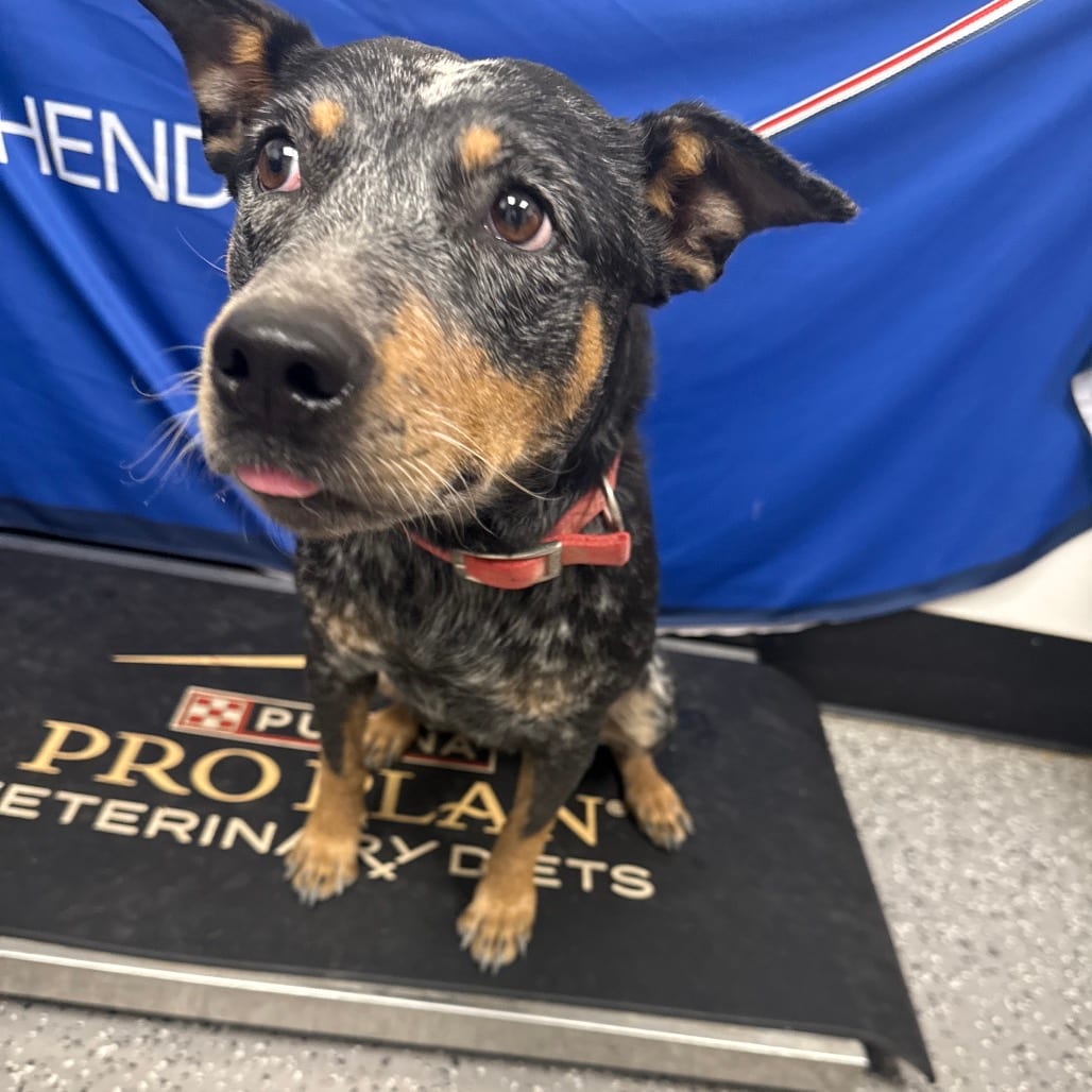 Photo of Mira, adoptable Cattle Dog, Australian (Blue Heeler) in Henderson, Nevada