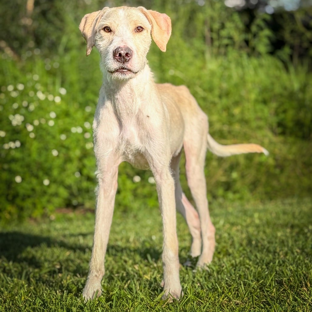 Photo of Falkor Twigs McGee, adoptable Goldendoodle / Terrier, Pit Bull in Riverwoods, Illinois