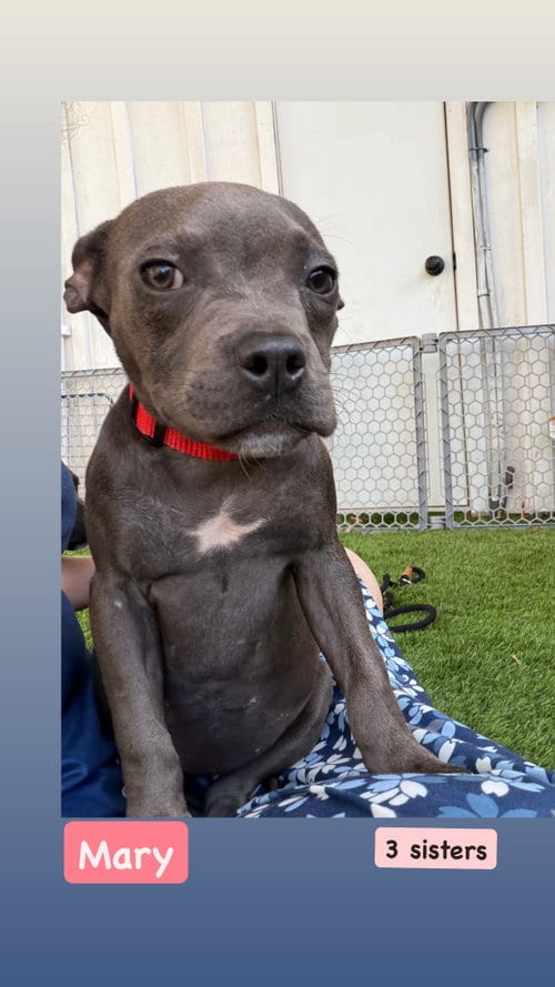 Photo of Sanderson Sisters - Mary, adoptable American Staffordshire Terrier in San Diego, California