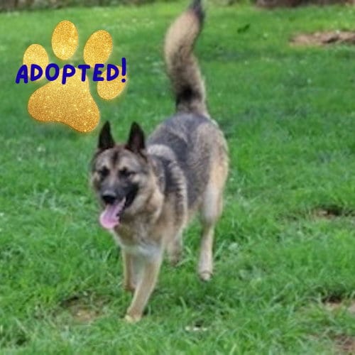 Photo of Kayo, adoptable German Shepherd Dog in Baltimore, Maryland