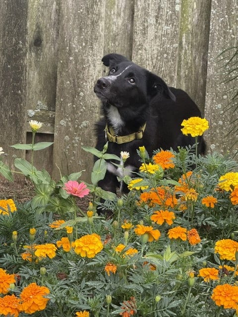 Photo of Skunk - The Adventurer, adoptable Border Collie in Oakhurst, New Jersey