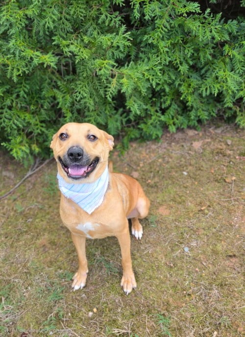 Photo of Sierra, adoptable Labrador Retriever in Herndon, Virginia