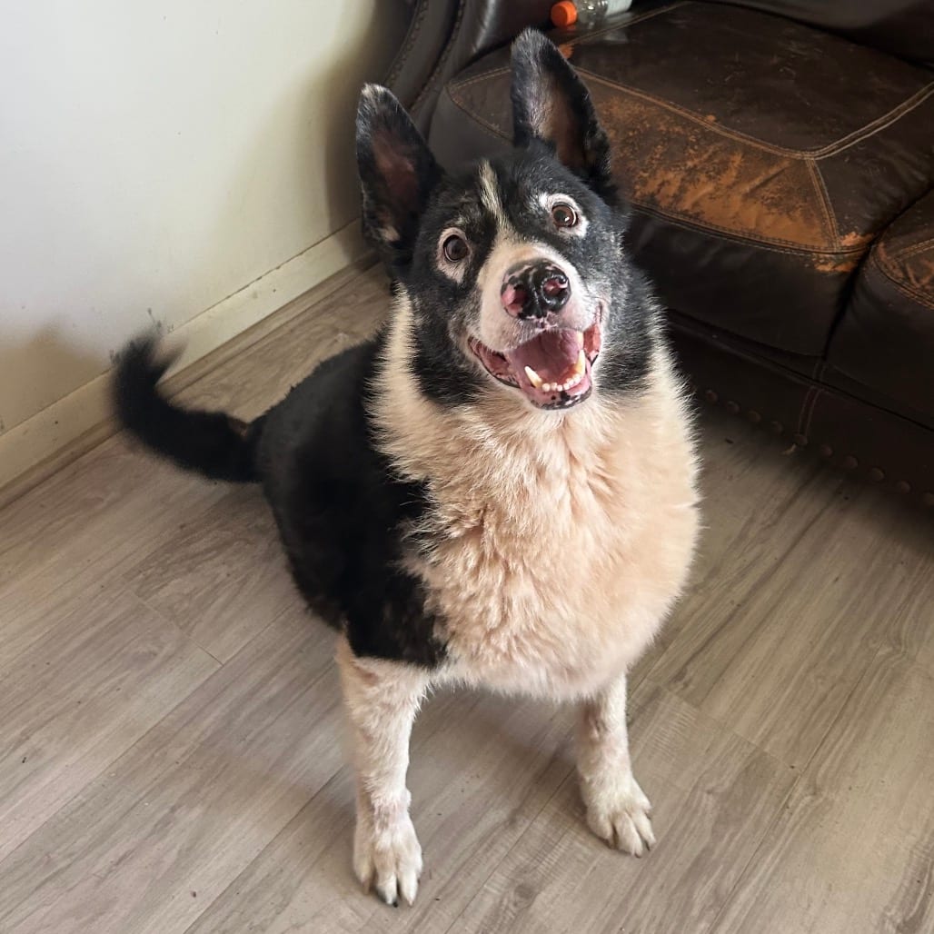 Photo of Teddy, adoptable Mixed Breed (Large) in Buffalo, Minnesota