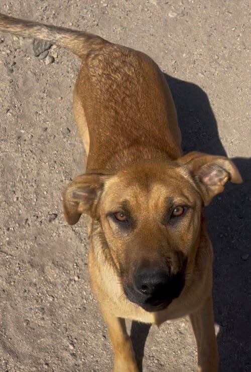 Photo of Jan, adoptable German Shepherd Dog in Alta Loma, California