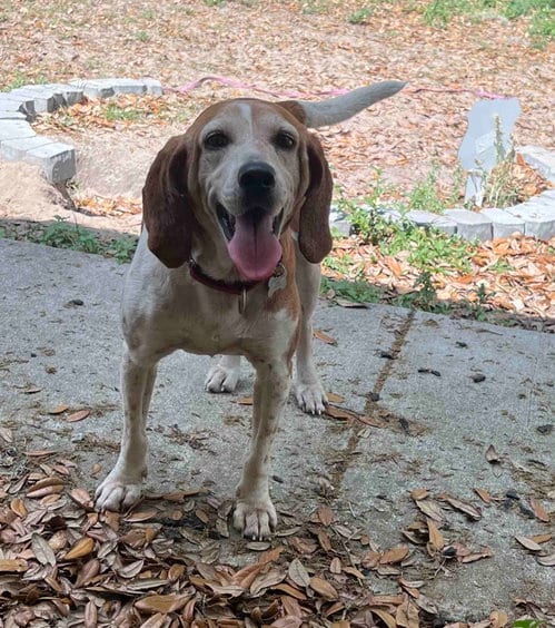 Photo of Mabel Joy, adoptable Beagle in Tampa, Florida