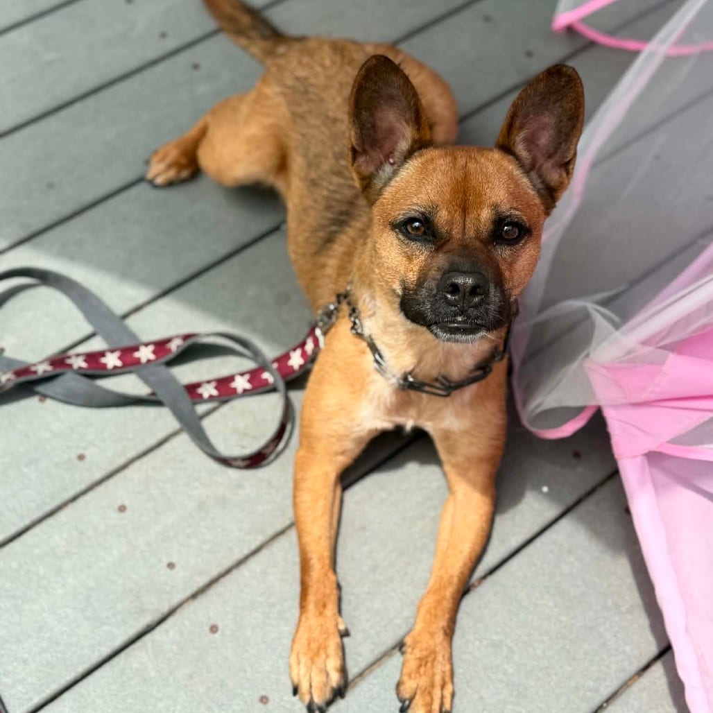 Photo of Marsha (C000-818), adoptable Bulldog, French / Mixed Breed (Medium)